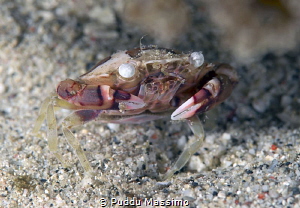 white eye crab,nikon d800e 105 micro by Puddu Massimo 